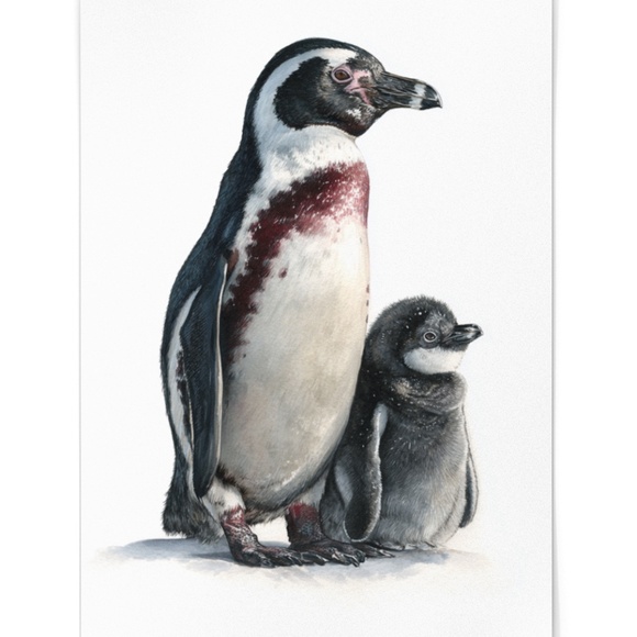 Watercolor Humboldt Penguin with its Babe Wall Art Print Unframed - Regal Arctic - Picture 2 of 7